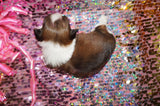 Tessa AKC Registered Shih Tzu Female Gold And White Born 12-31-2024 Click Here For More Info