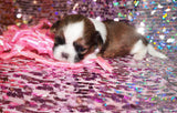 Tessa AKC Registered Shih Tzu Female Gold And White Born 12-31-2024 Click Here For More Info