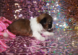 Tessa AKC Registered Shih Tzu Female Gold And White Born 12-31-2024 Click Here For More Info