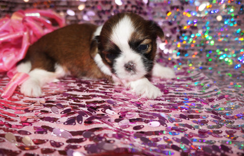 Tessa AKC Registered Shih Tzu Female Gold And White Born 12-31-2024 Click Here For More Info