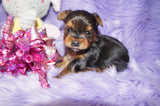 Chloe AKC Registered Yorkie Yorkshire Terrier Born 12-31-2024 Click Here For More Info