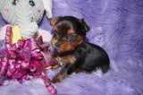 Chloe AKC Registered Yorkie Yorkshire Terrier Born 12-31-2024 Click Here For More Info