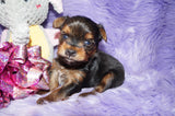 Chloe AKC Registered Yorkie Yorkshire Terrier Born 12-31-2024 Click Here For More Info