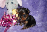 Chloe AKC Registered Yorkie Yorkshire Terrier Born 12-31-2024 Click Here For More Info