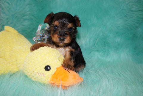 Asher AKC Registered Yorkie Yorkshire Terrier Male Black And Gold Born 12-31-2024 Click Here For More Info