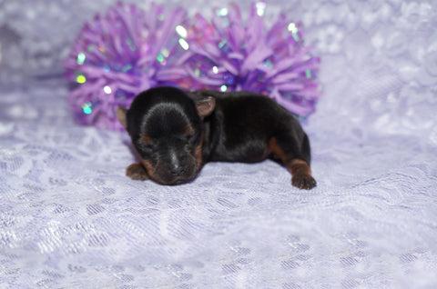 Pickles  ^TEACUP^ AKC Registered Yorkie Yorkshire Terrier Female Black And Gold Born 1-20-2025 Click Here For More Info