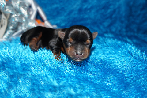 Carter ^TEACUP^ AKC Registered Yorkie Yorkshire Terrier Male Black And Gold Born 1-20-2025 Click Here For More Info