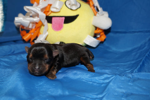 Keegan  ^TEACUP^ AKC Registered Yorkie Yorkshire Terrier Male Black And Gold Born 1-20-2025 Click Here For More Info