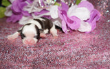 Lily AKC Registered Shih Tzu Female Gold And White Born 1-24-2025 Click Here For More Info