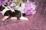 Lily AKC Registered Shih Tzu Female Gold And White Born 1-24-2025 Click Here For More Info