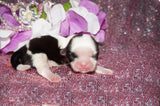 Lily AKC Registered Shih Tzu Female Gold And White Born 1-24-2025 Click Here For More Info