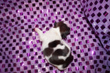 Emma  AKC Registered Shih Tzu Female Gold And White Born 1-24-2025 Click Here For More Info