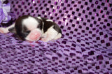 Emma  AKC Registered Shih Tzu Female Gold And White Born 1-24-2025 Click Here For More Info