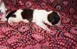 Addie AKC Registered Shih Tzu Female Gold And White Born 1-24-2025 Click Here For More Info