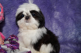 Luna AKC Registered Shih Tzu Female Black And White Born 10-19-2024 Click Here For More Info