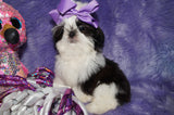 Luna AKC Registered Shih Tzu Female Black And White Born 10-19-2024 Click Here For More Info