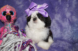 Luna AKC Registered Shih Tzu Female Black And White Born 10-19-2024 Click Here For More Info