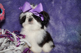 Luna AKC Registered Shih Tzu Female Black And White Born 10-19-2024 Click Here For More Info