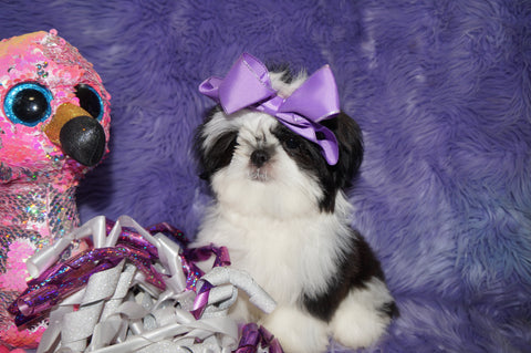 Luna AKC Registered Shih Tzu Female Black And White Born 10-19-2024 Click Here For More Info