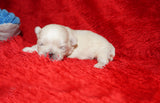 Cosmo AKC Registered Shih Tzu Male RARE White!! Born 2-5-2025 Click Here For More Info