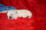 Cosmo AKC Registered Shih Tzu Male RARE White!! Born 2-5-2025 Click Here For More Info