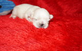 Cosmo AKC Registered Shih Tzu Male RARE White!! Born 2-5-2025 Click Here For More Info