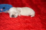 Cosmo AKC Registered Shih Tzu Male RARE White!! Born 2-5-2025 Click Here For More Info