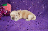 Daisy AKC Registered Shih Tzu Female RARE Blonde!! Born 2-5-2025 Click Here For More Info