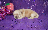 Daisy AKC Registered Shih Tzu Female RARE Blonde!! Born 2-5-2025 Click Here For More Info