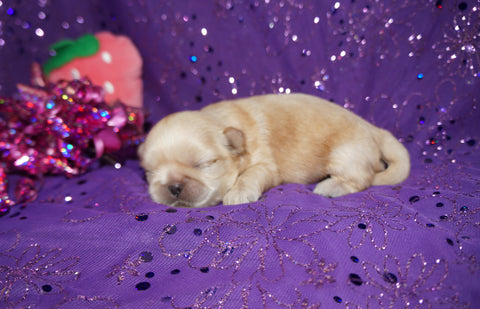 Daisy AKC Registered Shih Tzu Female RARE Blonde!! Born 2-5-2025 Click Here For More Info