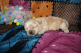 Olive AKC Registered Shih Tzu Female RARE Blonde!! Born 2-5-2025 Click Here For More Info