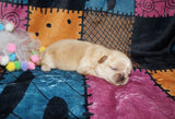 Olive AKC Registered Shih Tzu Female RARE Blonde!! Born 2-5-2025 Click Here For More Info