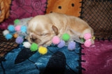 Olive AKC Registered Shih Tzu Female RARE Blonde!! Born 2-5-2025 Click Here For More Info