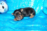 Elliot AKC Registered Yorkshire Terrier Yorkie Male Black And Gold Born 2-12-2025 Click Here For More Info