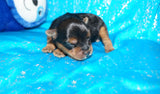 Elliot AKC Registered Yorkshire Terrier Yorkie Male Black And Gold Born 2-12-2025 Click Here For More Info