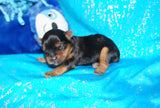 Elliot AKC Registered Yorkshire Terrier Yorkie Male Black And Gold Born 2-12-2025 Click Here For More Info