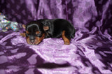 Millie AKC Registered Yorkshire Terrier Yorkie Female Black And Gold Born 2-12-2025 Click Here For More Info