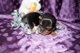 Millie AKC Registered Yorkshire Terrier Yorkie Female Black And Gold Born 2-12-2025 Click Here For More Info