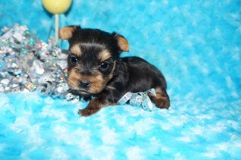 Carter AKC Registered Yorkie Yorkshire Terrier Male Black And Gold Born 1-20-2025 Click Here For More Info