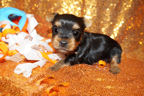 Keegan AKC Registered Yorkie Yorkshire Terrier Male Black And Gold Born 1-20-2025 Click Here For More Info