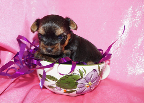 Pickles AKC Registered Yorkie Yorkshire Terrier Female Black And Gold Born 1-20-2025 Click Here For More Info