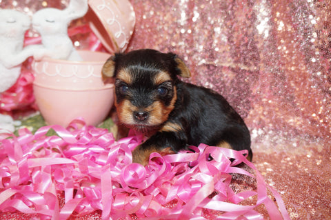 Robyn AKC Registered Yorkie Yorkshire Terrier Female Black And Gold Born 1-20-2025 Click Here For More Info