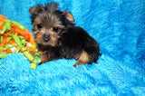 Mikey **TEACUP** AKC Registered Yorkie Yorkshire Terrier Male Born 12-29-2024 Click Here For More Info