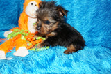 Mikey **TEACUP** AKC Registered Yorkie Yorkshire Terrier Male Born 12-29-2024 Click Here For More Info