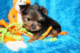 Mikey **TEACUP** AKC Registered Yorkie Yorkshire Terrier Male Born 12-29-2024 Click Here For More Info