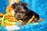 Mikey **TEACUP** AKC Registered Yorkie Yorkshire Terrier Male Born 12-29-2024 Click Here For More Info