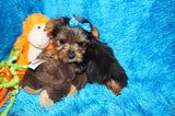 Mikey **TEACUP** AKC Registered Yorkie Yorkshire Terrier Male Born 12-29-2024 Click Here For More Info