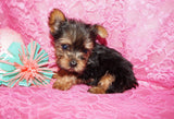 Penny **TEACUP**AKC Registered Yorkie Yorkshire Terrier Female Black And Gold Born 12-29-2024 Click Here For More Info