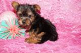 Penny **TEACUP**AKC Registered Yorkie Yorkshire Terrier Female Black And Gold Born 12-29-2024 Click Here For More Info