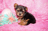 Penny **TEACUP**AKC Registered Yorkie Yorkshire Terrier Female Black And Gold Born 12-29-2024 Click Here For More Info